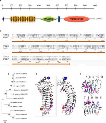 An LRR/Malectin Receptor-Like Kinase Mediates Resistance to Non-adapted and Adapted Powdery Mildew Fungi in Barley and Wheat